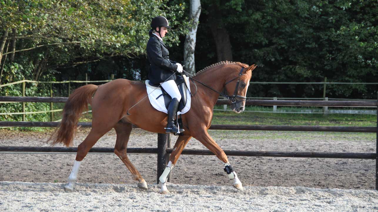 Wedstrijdfoto met paard