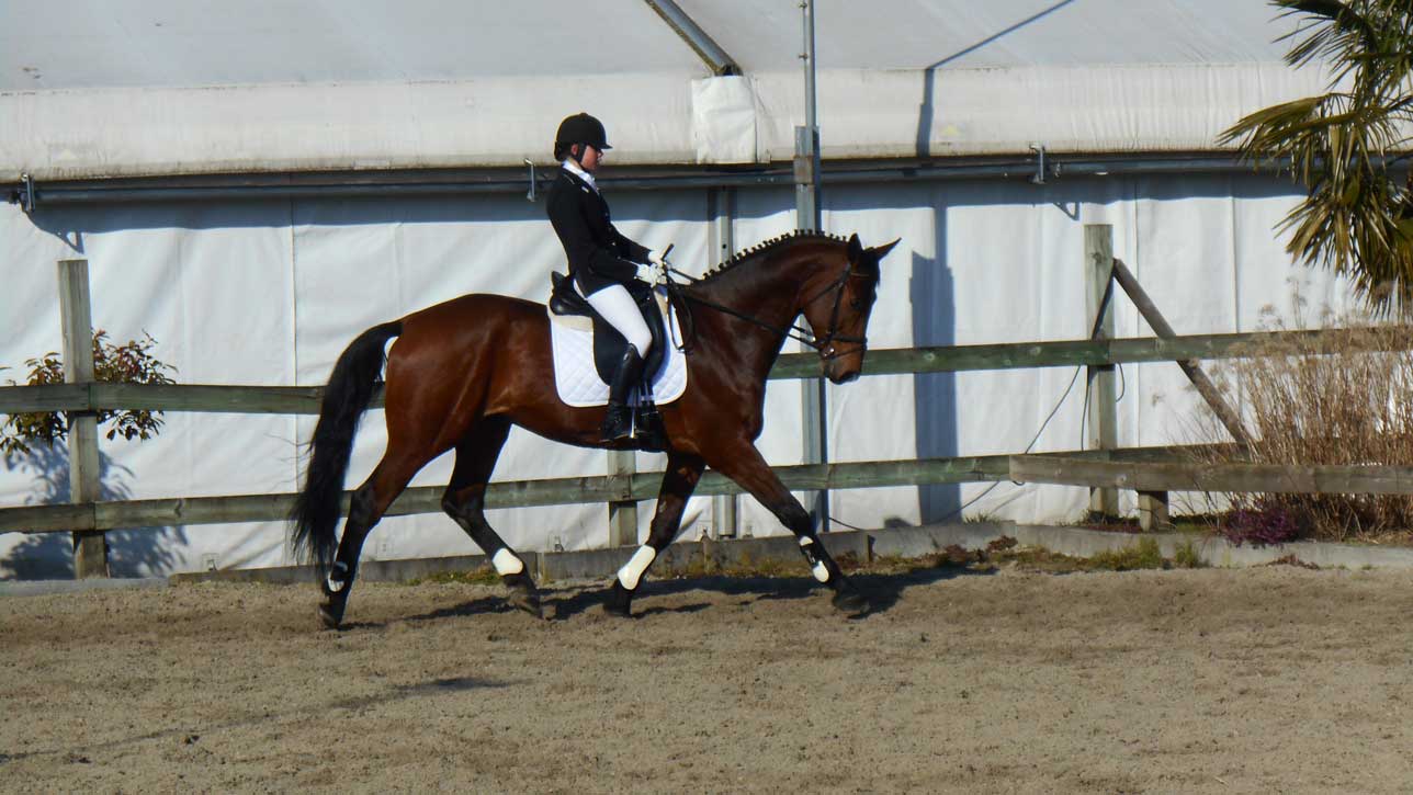 Wedstrijdfoto met paard