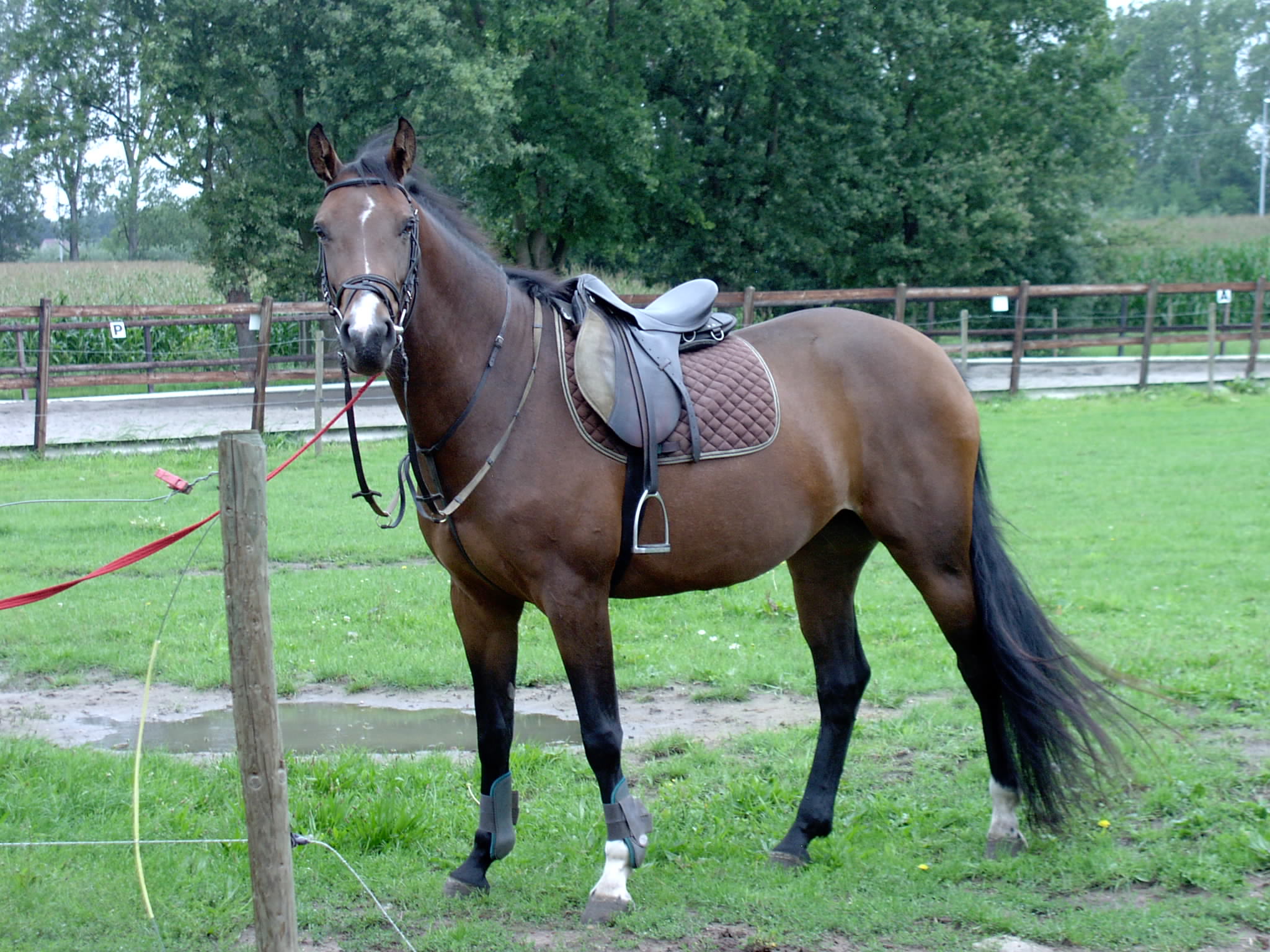 Paard dat net zadelmak gemaakt is
